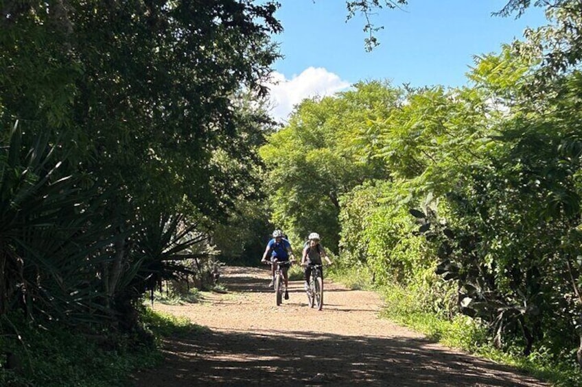 Bike & Art Tour: From El Tule to Teotitlán del Valle