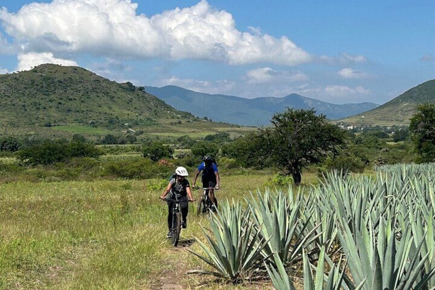 Bike & Art Tour: From El Tule to Teotitlán del Valle