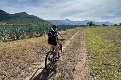 Bike & Art Tour: From El Tule to Teotitlán del Valle