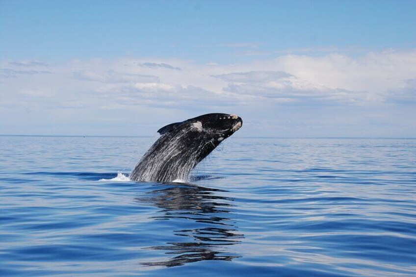 Guided tour to the Valdes Peninsula from Puerto Madryn