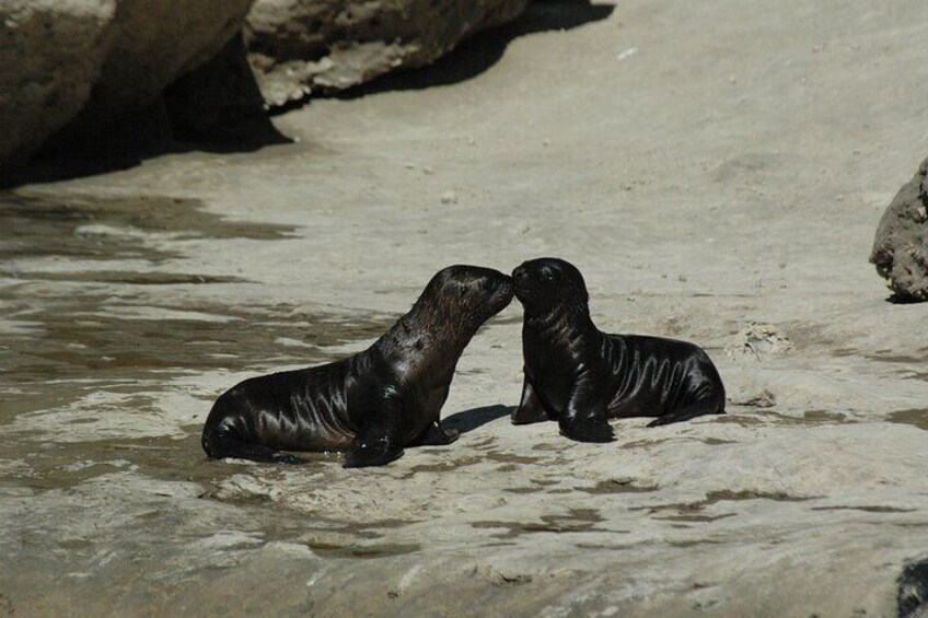 Guided tour to the Valdes Peninsula from Puerto Madryn