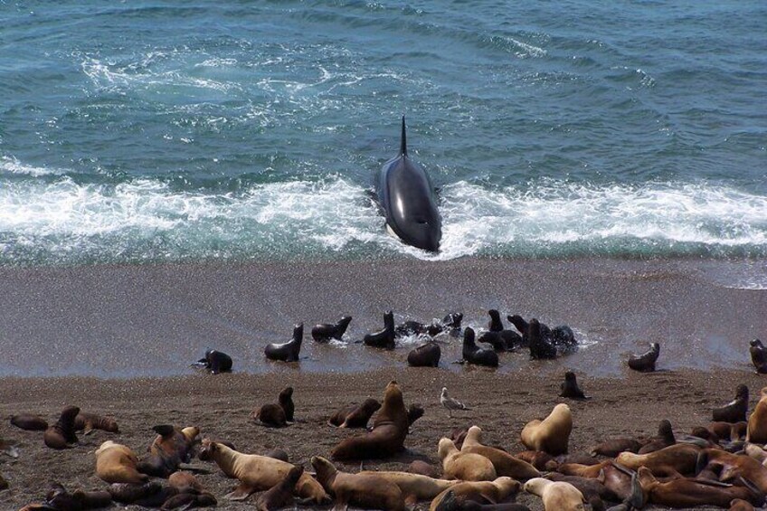 Guided tour to the Valdes Peninsula from Puerto Madryn