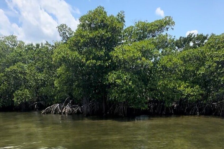 John D. MacArthur State Park Paddleboard Tour With Guide