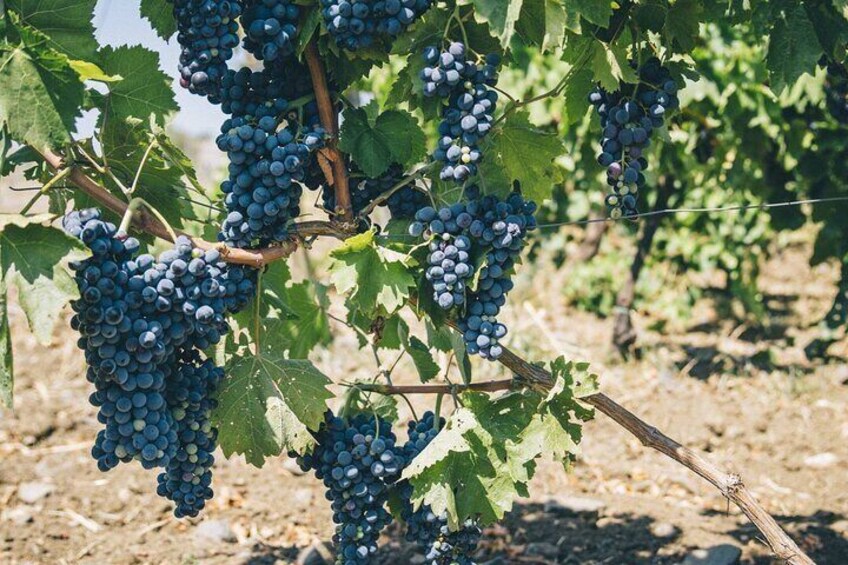 Syracuse: Small-Group Sicilian Wine Tasting