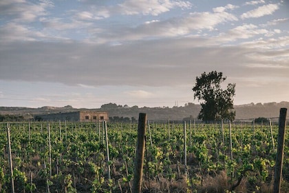 Syracuse: Exclusive Sicilian Wine Tasting Experience