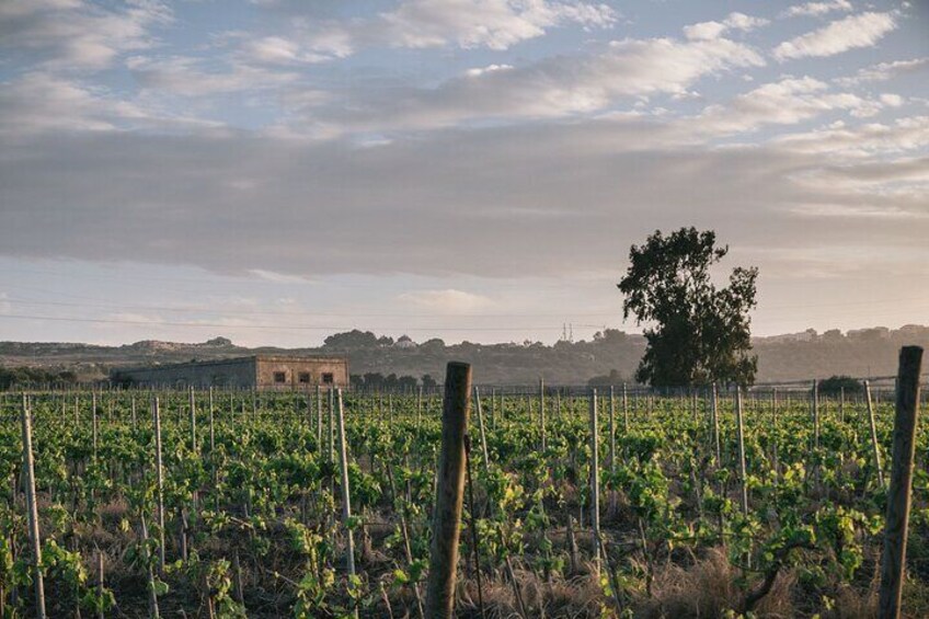 Syracuse: Small-Group Sicilian Wine Tasting