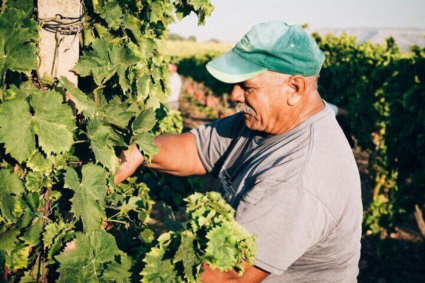 Syracuse: Small-Group Sicilian Wine Tasting