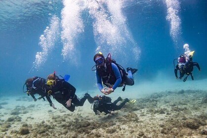 Guided dive for certified divers