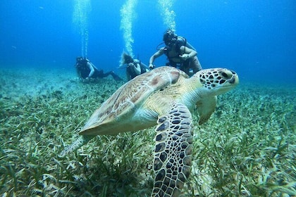 Guided Full Chankanaab Park Access with One Scuba Tank