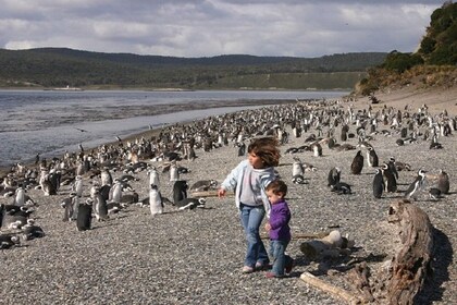 Ushuaia: Beaglekanaal naar Martillo eiland en wandeling tussen de pinguïns