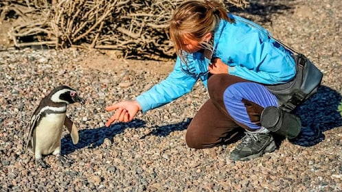 Ushuaia: Martillo Island Full-Day Tour - Walk Among Penguins