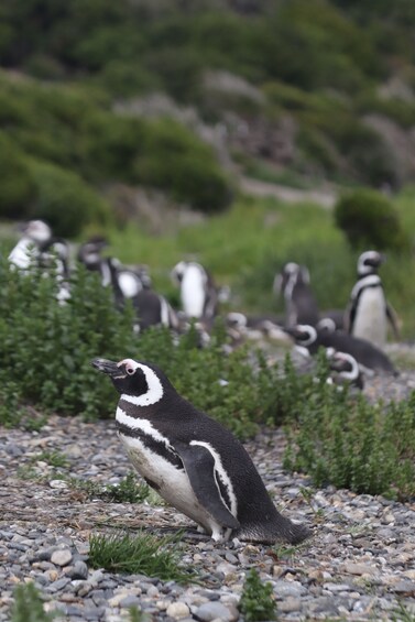 Ushuaia: Beagle Channel to Martillo Island and Walk among Penguins