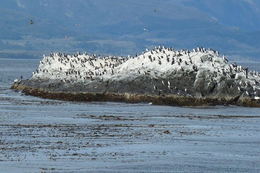 Ushuaia: Beagle Channel to Martillo Island and Walk among Penguins