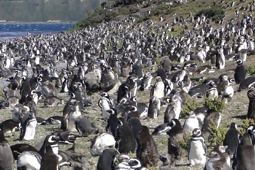 Ushuaia: Beagle Channel to Martillo Island and Walk among Penguins