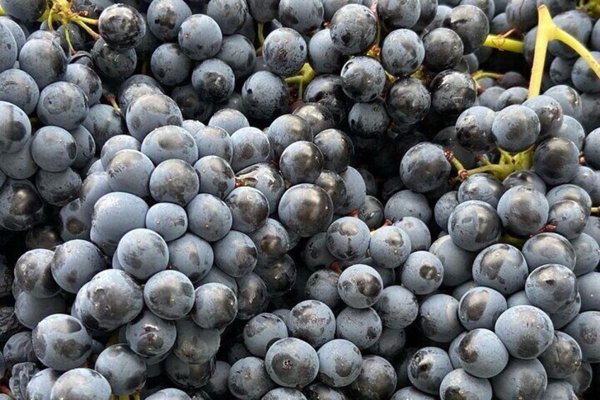 Grapes of Lambrusco