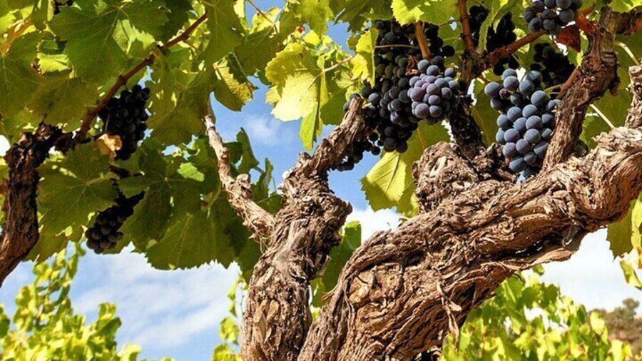 Visit a Winery with Wine Tasting in Mamoiada