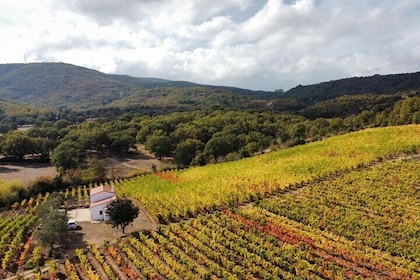 Visit a Winery with Wine Tasting in Mamoiada