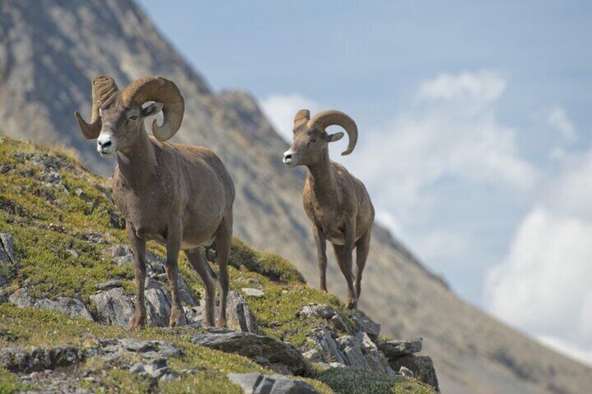 Self-Guided Audio Driving Tour in Jasper National Park