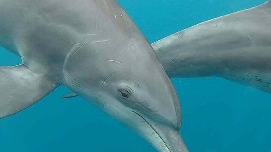 Dolphin tour,Sea turtles, Nungwi and Kendwa Beach Tour with Lunch