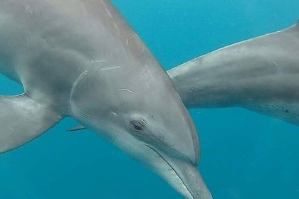Full day Dolphin tour, Nungwi and Kendwa Beach Tour with Lunch