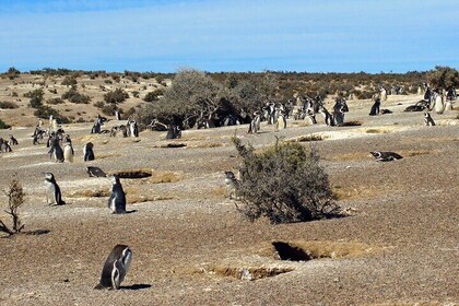 Walk with the Penguins in Punta Tombo for Cruisers in private