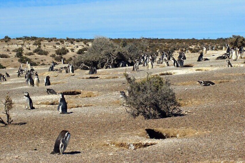 Private Shore Excursion in Punta Tombo with Penguins