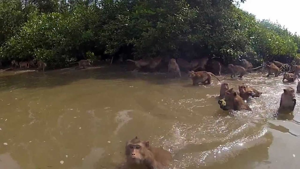 Maeklong Market on the Train Tracks & Swimming Monkeys