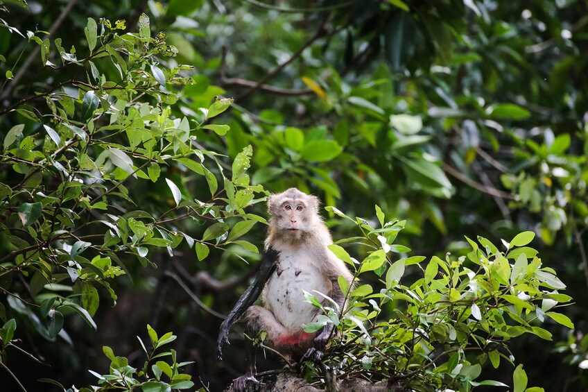 Maeklong Market on the Train Tracks & Swimming Monkeys