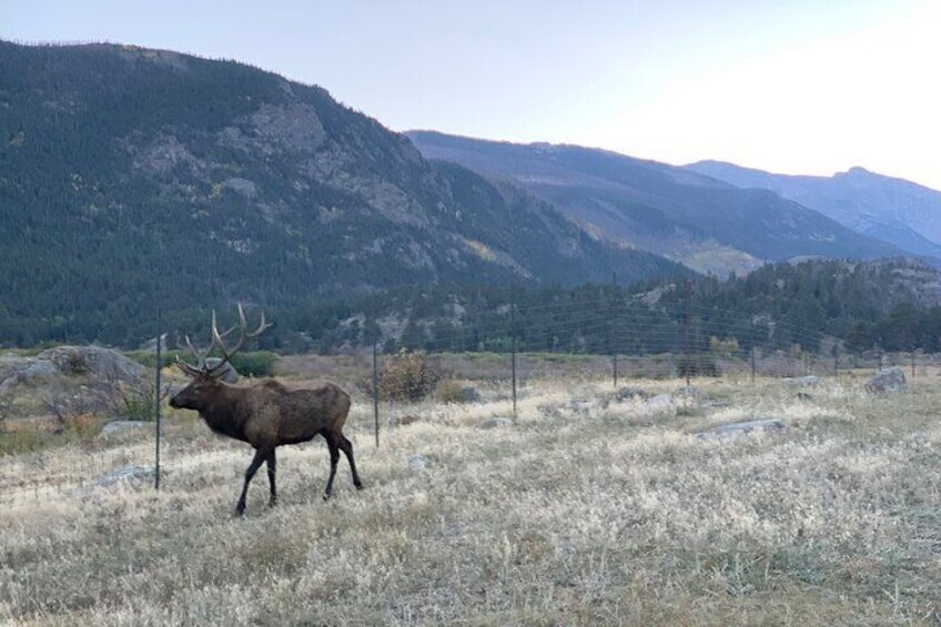 Ruttin Elk Mating Tour on Rocky Mountain National Park