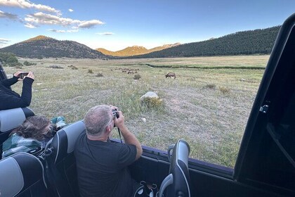 Ruttin Elk Mating Tour on Rocky Mountain National Park