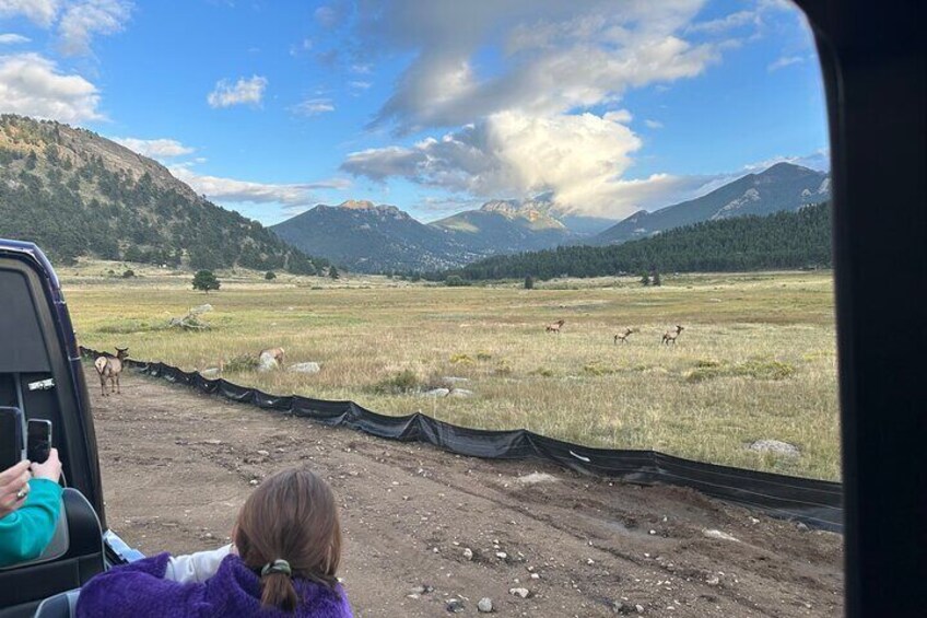 Ruttin Elk Mating Tour on Rocky Mountain National Park