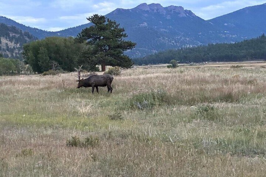 Ruttin Elk Mating Tour on Rocky Mountain National Park