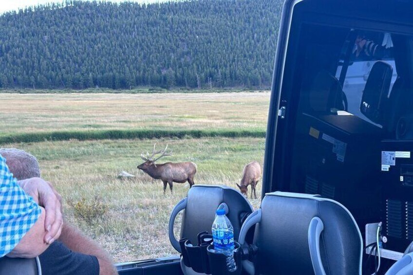 Ruttin Elk Mating Tour on Rocky Mountain National Park