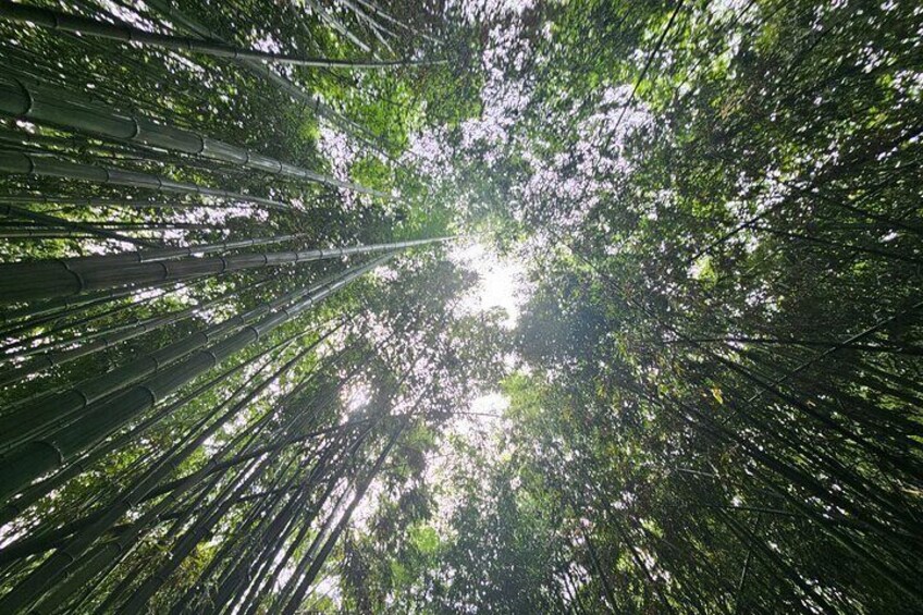 Taehwagang Bamboo Forest