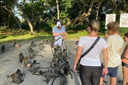 Kuala Selangor Fireflies Evening Tour and Silverleaf Monkeys