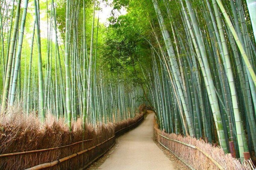 Arashiyama Bamboo Grove