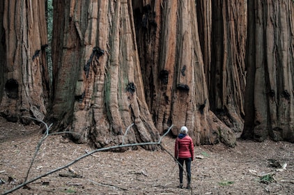 Tour de camping Yosemite Escape solo para mujeres