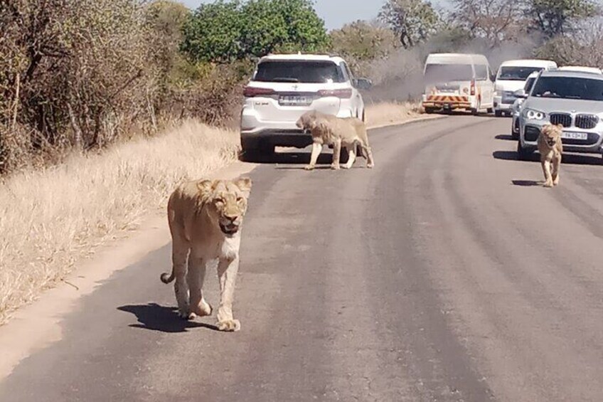 Kruger Park Safari from Maputo 