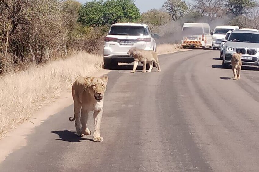 Kruger Park Safari from Maputo