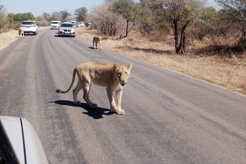 Kruger Park Safari from Maputo 