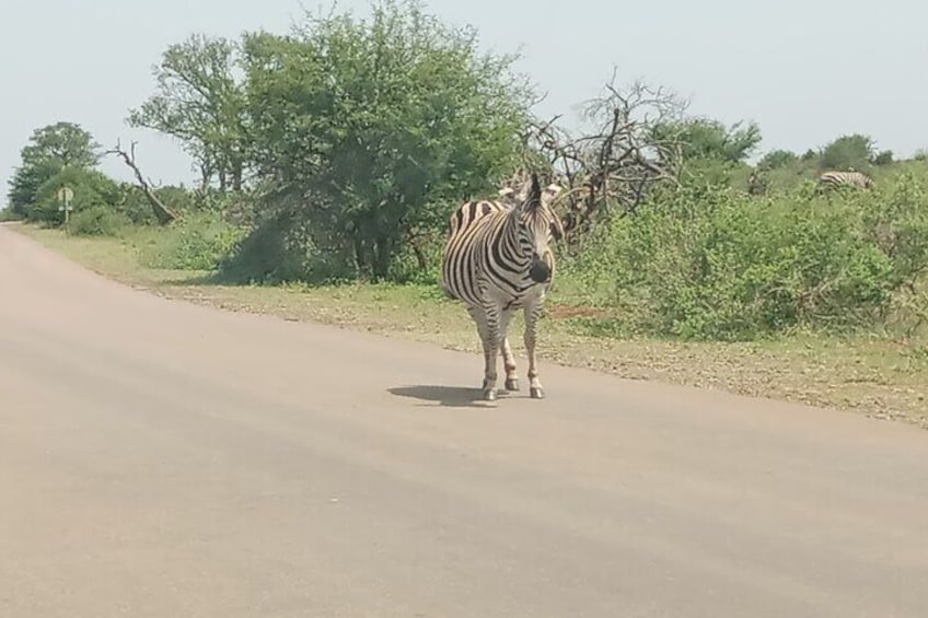Kruger Park Safari from Maputo