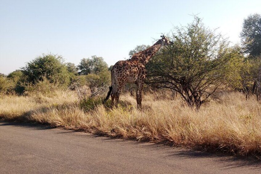 Kruger Park Safari from Maputo 