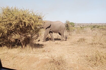 Kruger Park Safari from Maputo