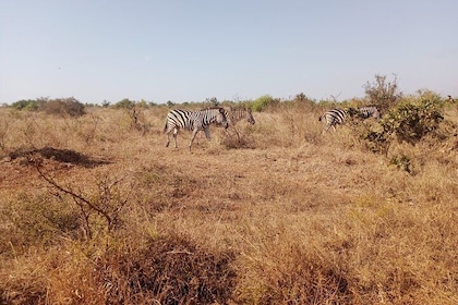 Kruger Park Safari from Maputo