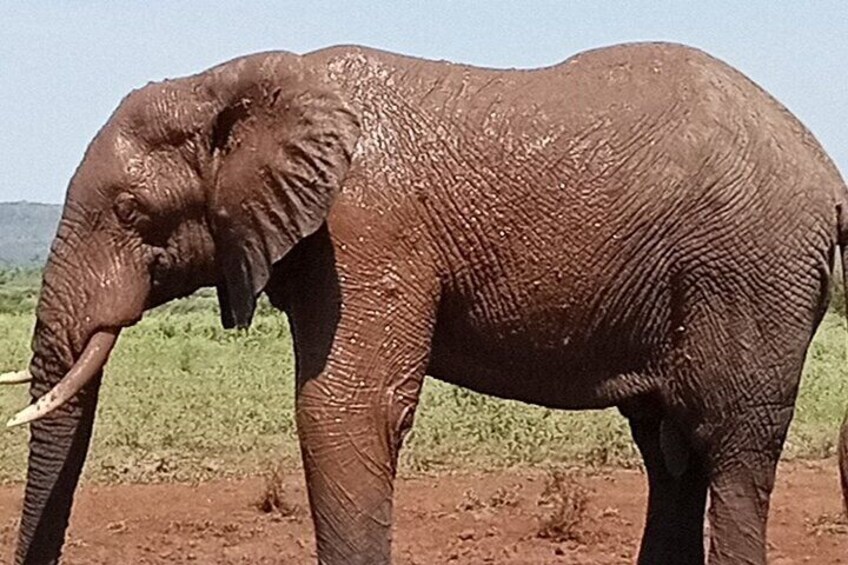 Kruger Park Safari from Maputo 