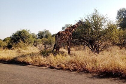 Kruger Park Safari from Maputo