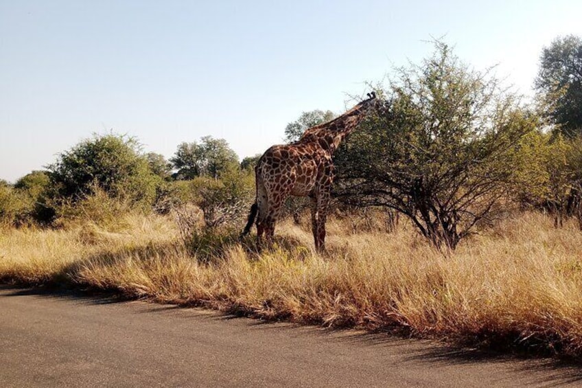 Kruger Park Safari from Maputo 