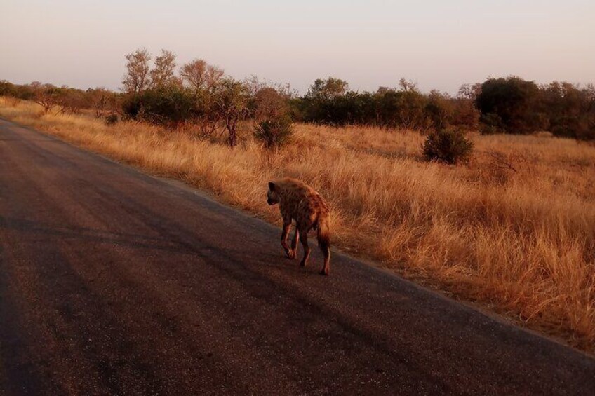 Hyena