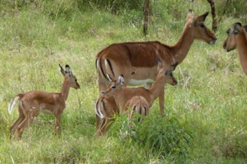 Private Day Tour to Lake Nakuru National Park