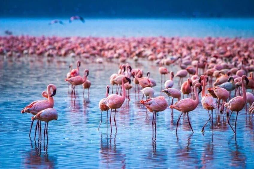 Private Day Tour to Lake Nakuru National Park